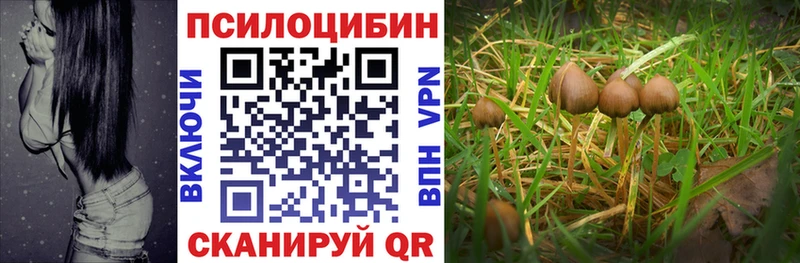 Псилоцибиновые грибы Psilocybe Красноармейск